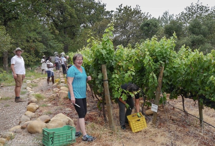 GrapePicking_STIAS_Stellenbosch_2019_s3