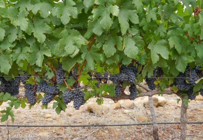 GrapePicking_STIAS_Stellenbosch_2019_s36